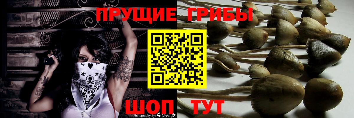 Гурьевск  Псилоцибиновые грибы Psilocybine cubensis  Вход с VPN  Псилоцибиновые грибы Psilocybine cubensis 